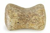 Fossil Plesiosaur Paddle Bone - Texas #322927-1